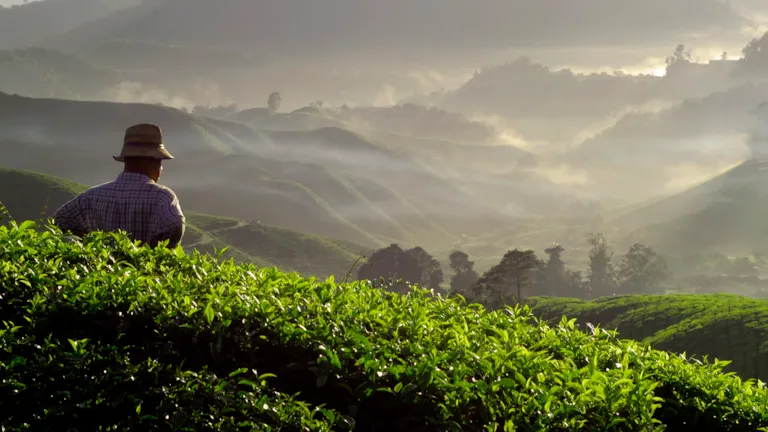Farmer Tea Plantation Malaysia Agriculture Rural Concept