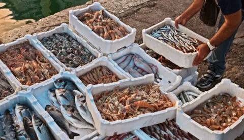 Untangling the complexities in seafood value chains
