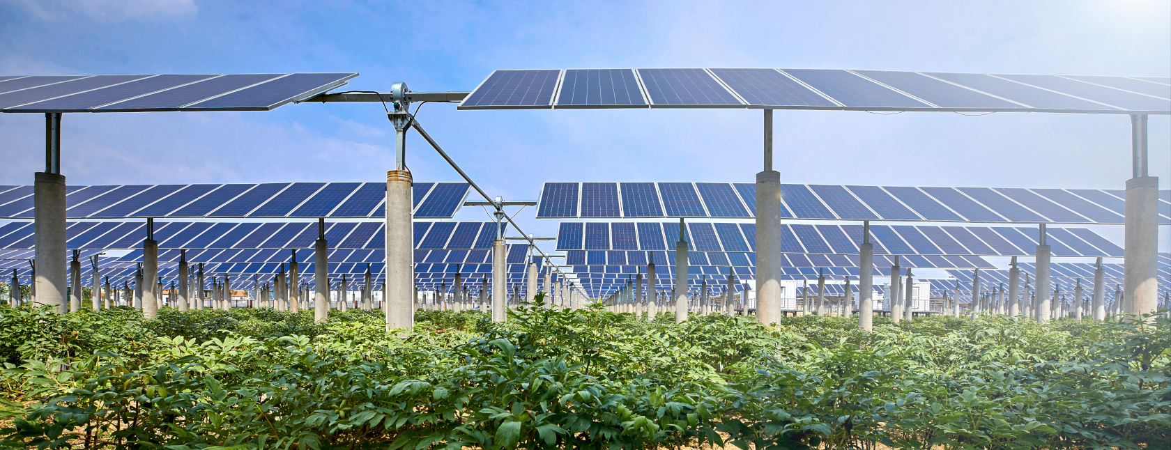 Solar panels in a field