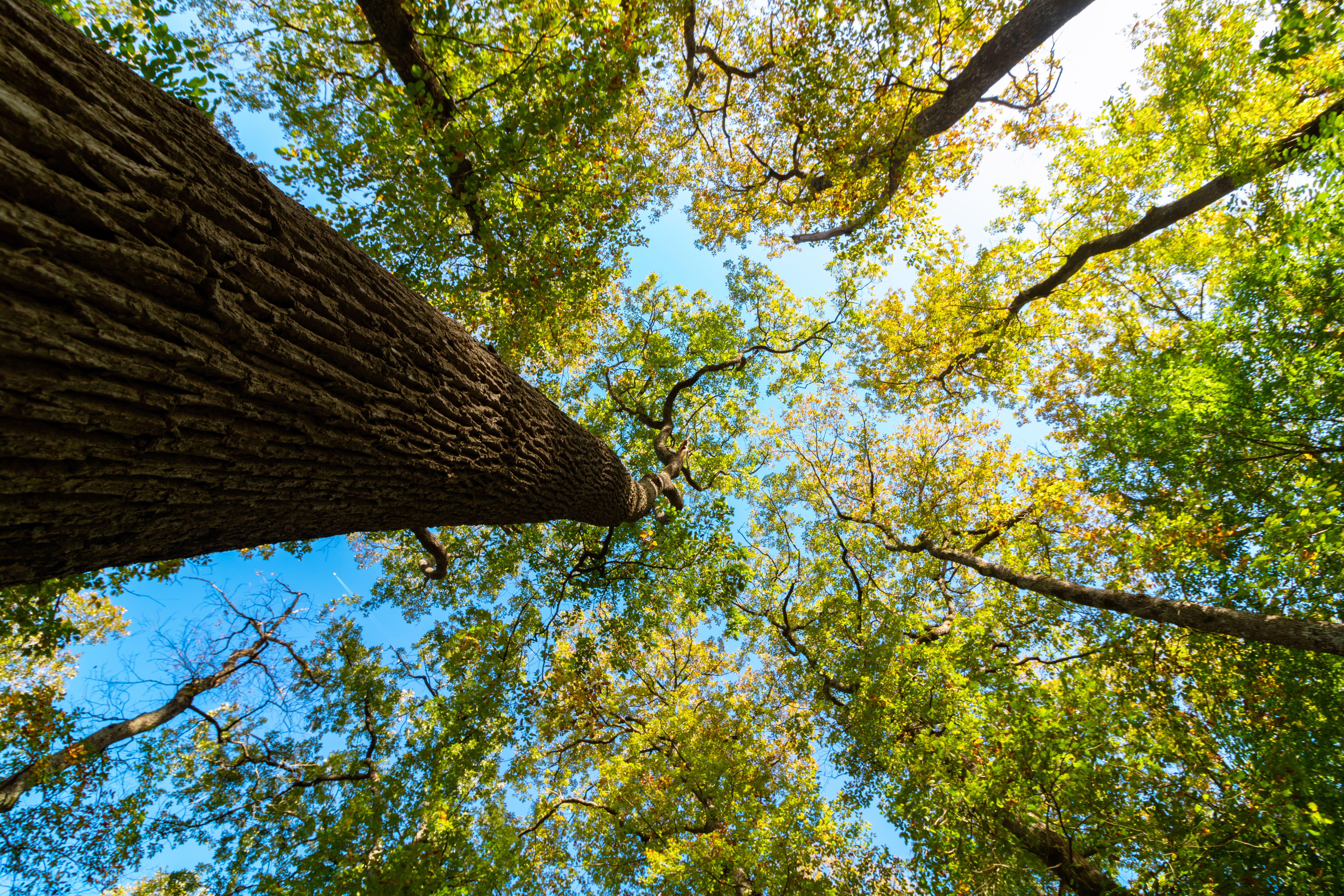 Upward view of tall trees with a bright green canopy, representing long-term sustainability, resilience, and nature-aligned net-zero pathways