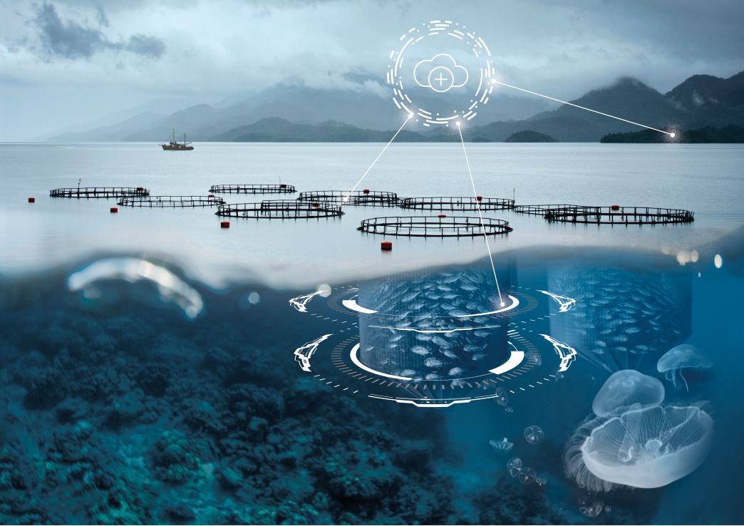 Heart shape analysis for improving salmon welfare