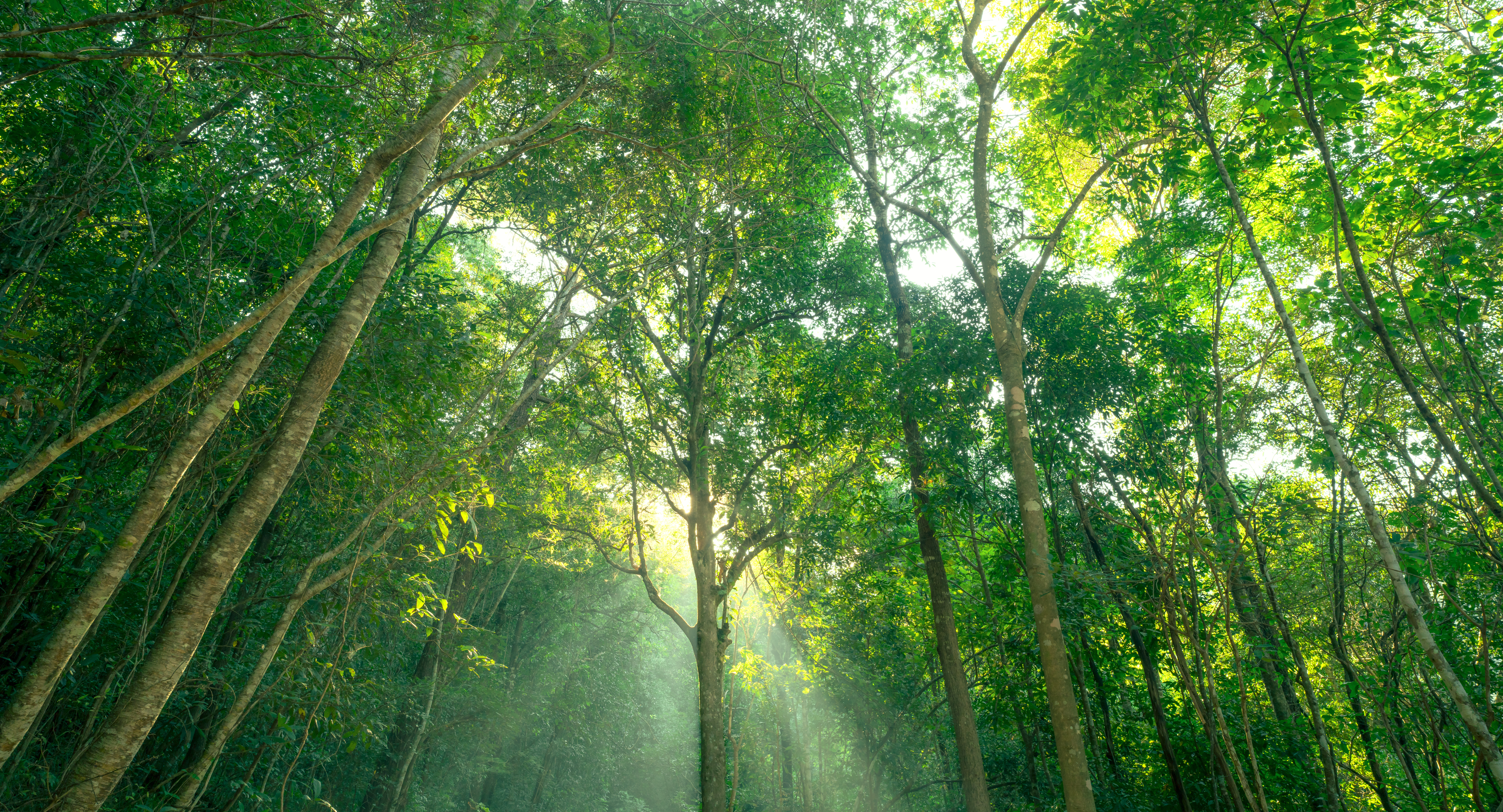 A forest canopy with sunlight filtering through tall trees, symbolizing transparent and credible sustainability reporting.