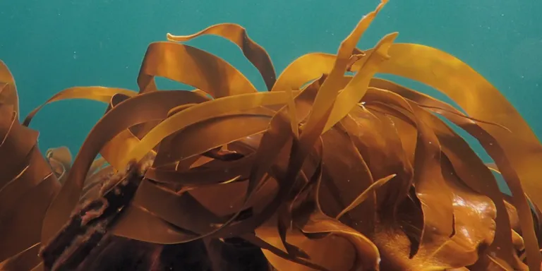Kelp Forest, from sea to soil