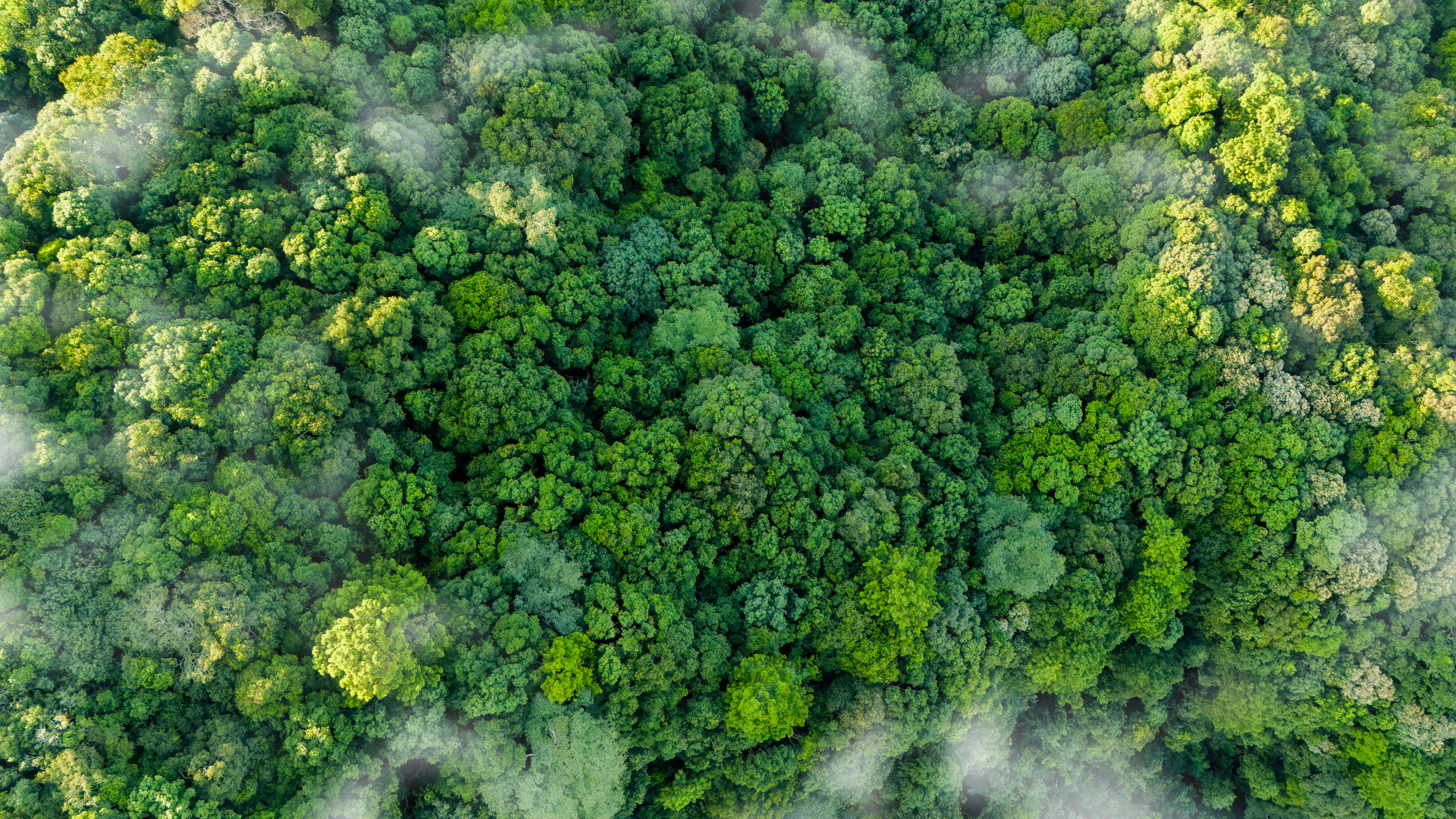 Arial view of dense green forest, symbolizing environmental integrity and credible sustainable finance assessments