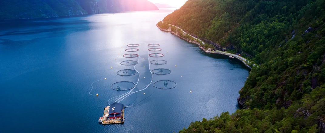 Aquaculture Industry: New AI-powered technology by DNV set to transform compliance