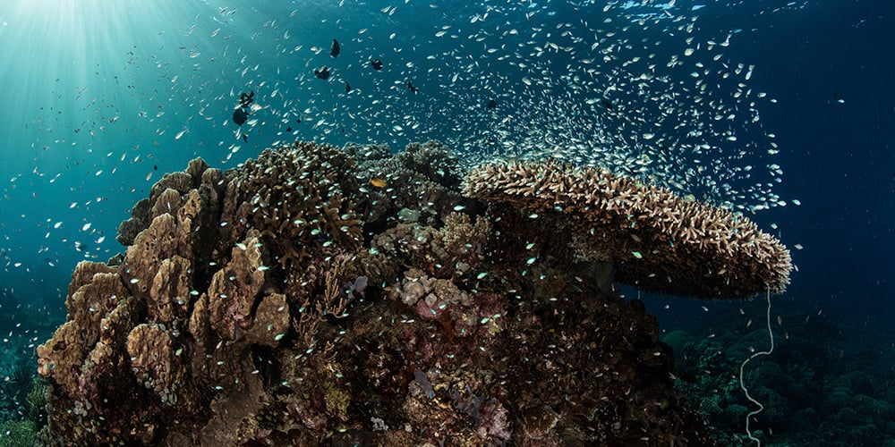 Biodiversity assessments including impact, risk, dependencies and opportunities