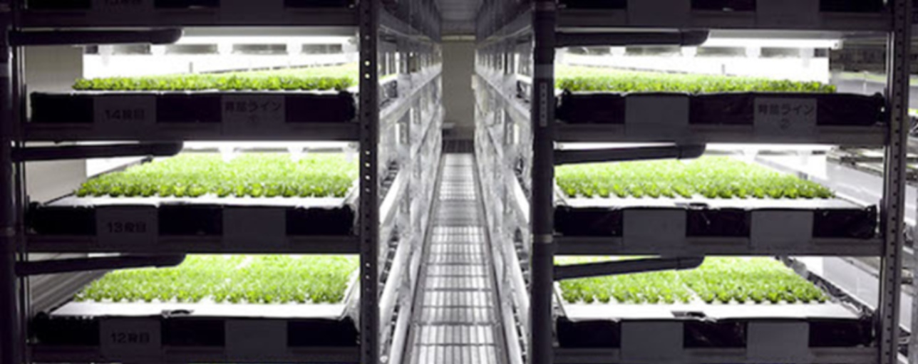 Science Reality – Growing Food Without the Sun