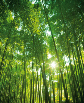 Securing net zero by 2050 - podcast