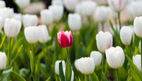 Are companies taking advantage of diversity & inclusion