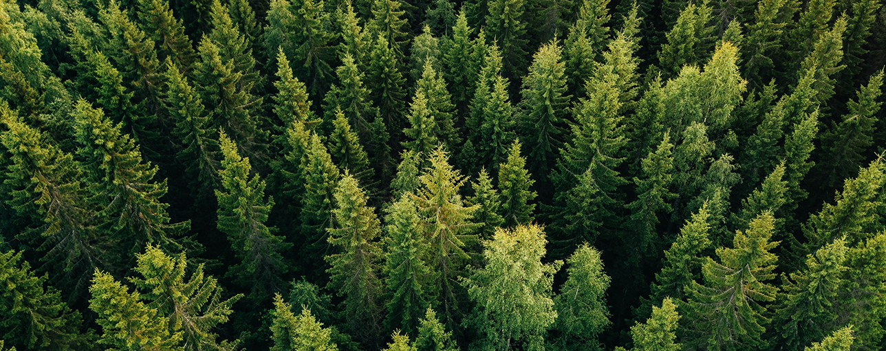 Voluntary carbon markets: A key tool for decarbonization