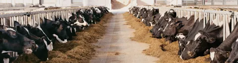 Animal feed and ingredients GMPPDV and FAMI QS