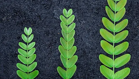 Auditor Líder ISO 14001:2015, curso certificado CQI e IRCA