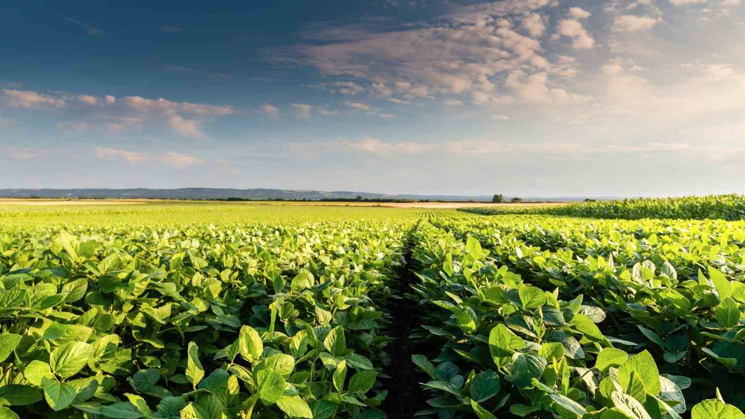 Cultivated land in a rural landscape at sunset