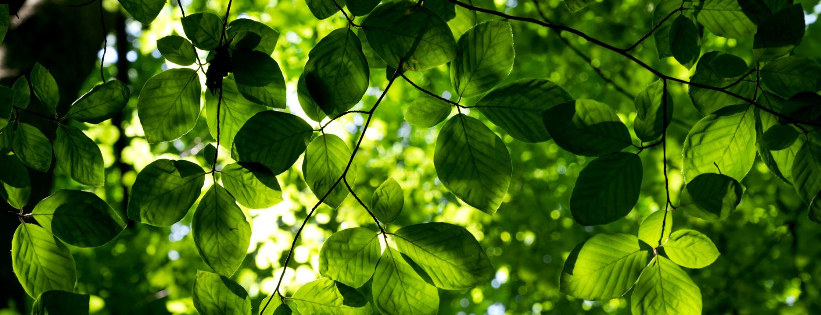 ISO 14001:2015 Requirements Course