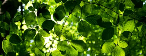 Beech leaf
