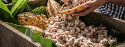 Fresh cocoa pod cut exposing cocoa seeds