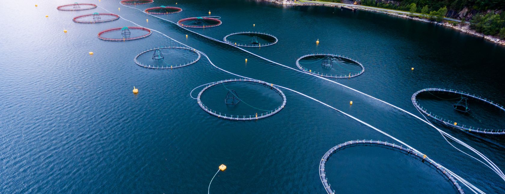 Farm salmon fishing in Norway