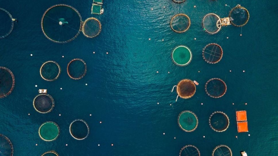 ASC Farm standard transition