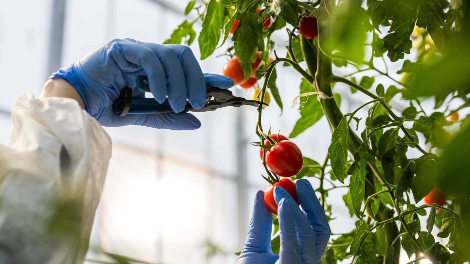 Close-up of hands cutting tomatoes