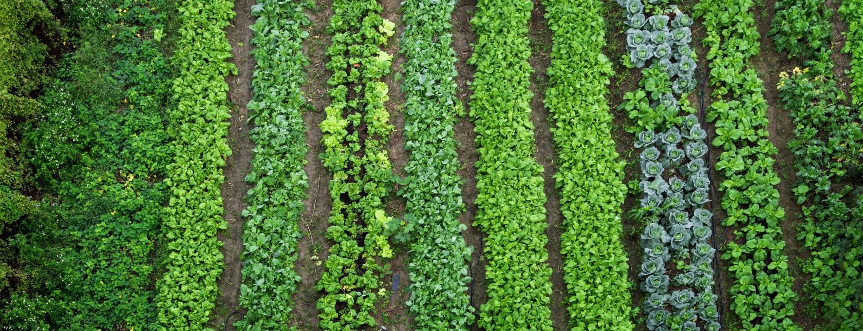 Green vegetable garden, aerial view