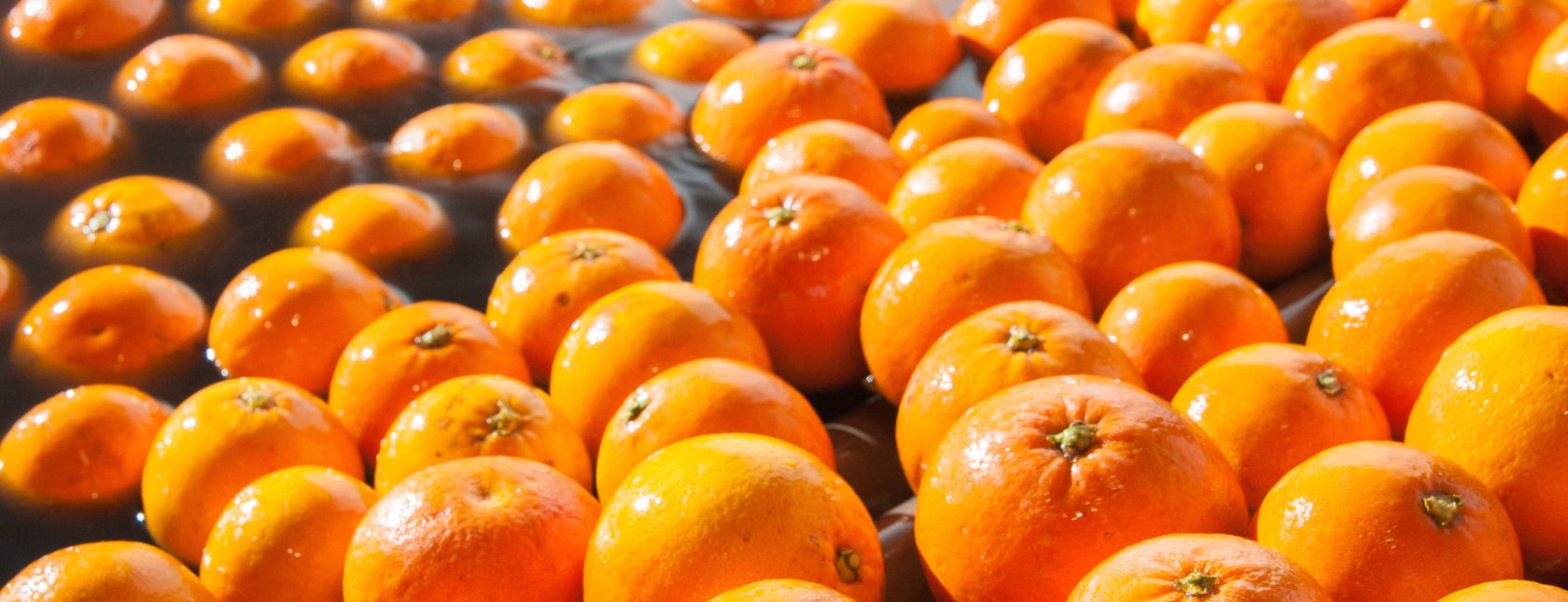 Global Standard Agents and Brokers Issue 9: Requirements for Auditors Training