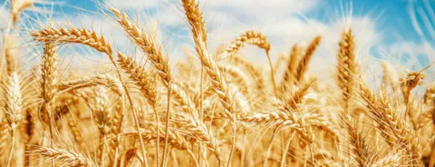 Campo de trigo dorado y cielo azul.