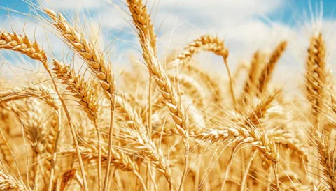 Global Standard Food Safety Issue 9 Auditor Training