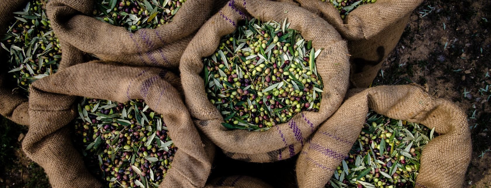 Harvested fresh olives in sacks in a field in Crete