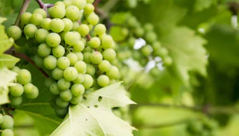 Global Standard Food Safety Issue 9: Sites Training