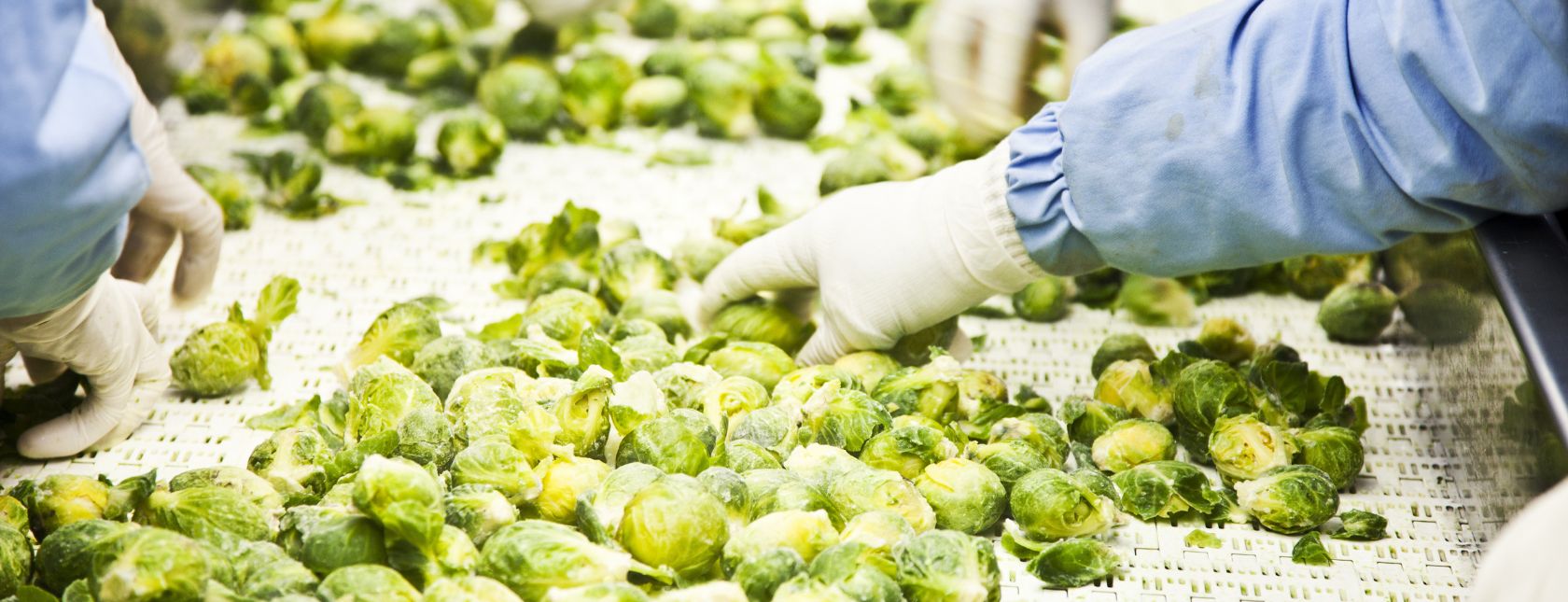 Brussels sprouts on conveyor belt