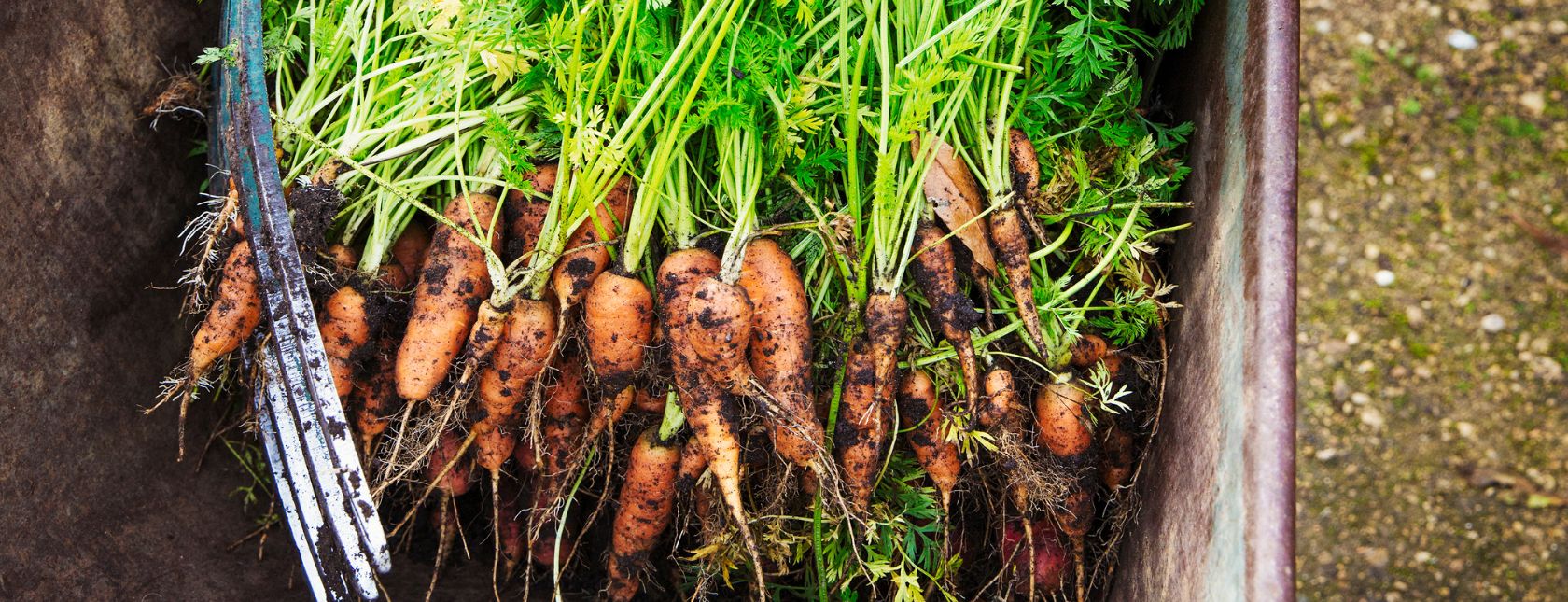 GlobalG.A.P. IFA – Integrated Farm Assurance V6 Smart Plant Scopes - Transition Course