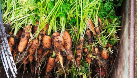 GlobalG.A.P. IFA – Integrated Farm Assurance V6 Smart Plant Scopes - Transition Course