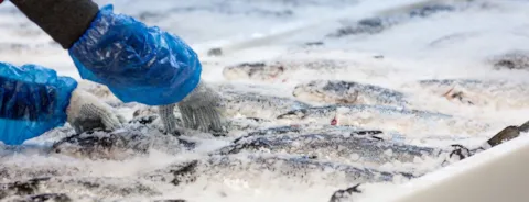 Fresh fish in supermarket