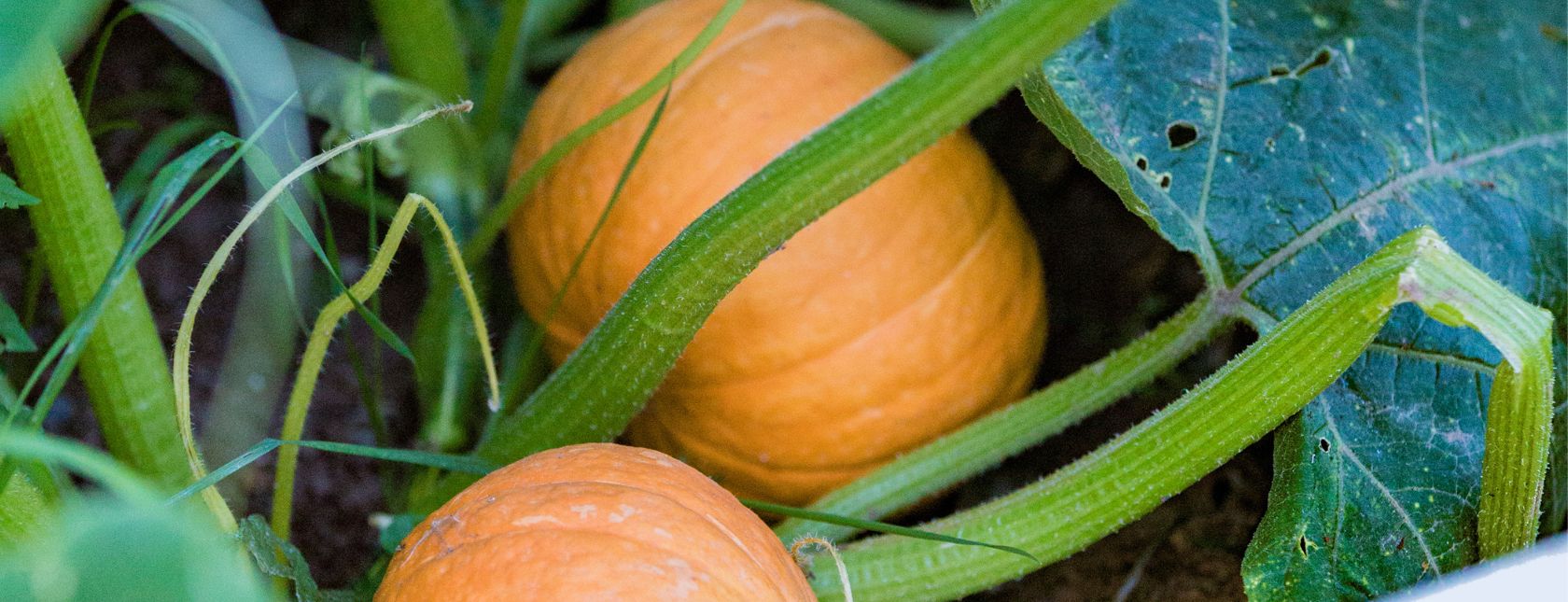 Risk Assessment Training