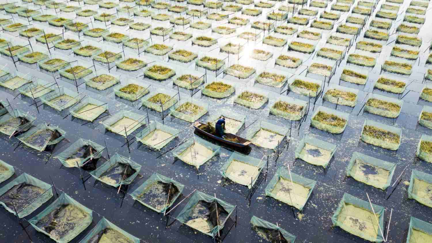 ASC-MSC Seaweed Standard certification: responsible seaweed production