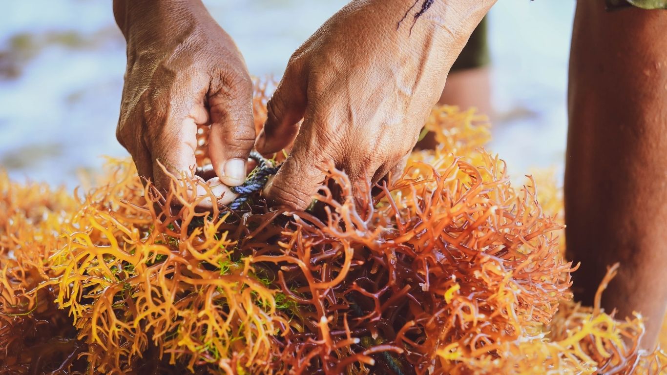 Seaweed Forecast