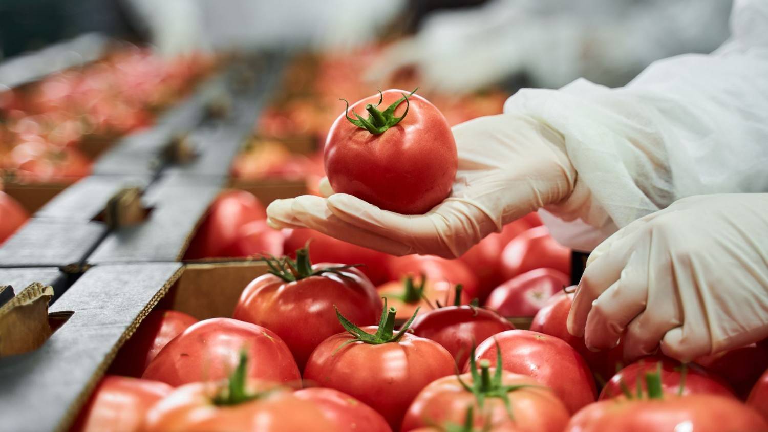 HACCP Certification: Hazard Analysis & Critical Control Points