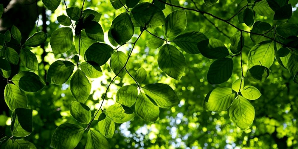 Kravkurs i ISO 14001:2015 för miljöledningssystem (eLearning)