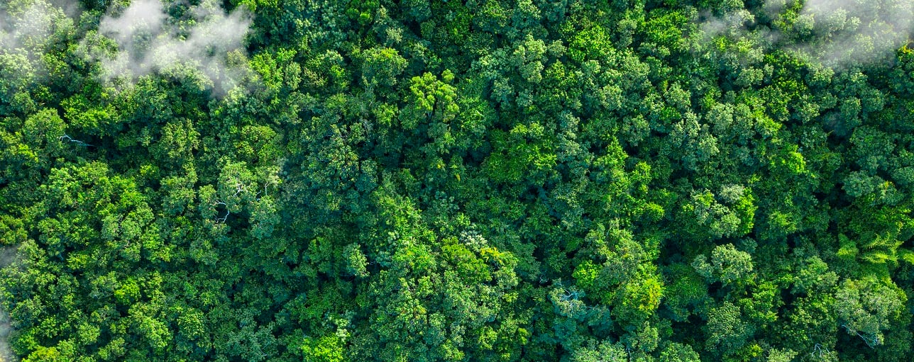 Forest aerial view