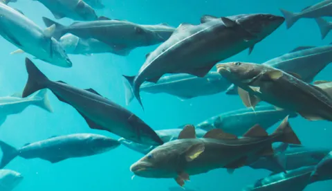 School of fish