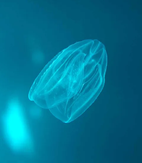 Ctenophora stowaway - DNV GL