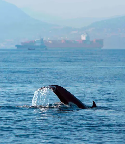 Orca cargo ship
