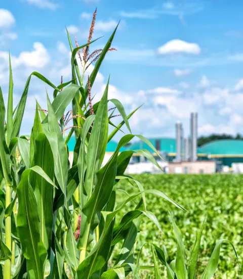 M2_Ind_424_sustainable_biomass_to_produce_biofuels.jpg