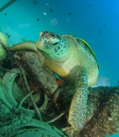 Turtle