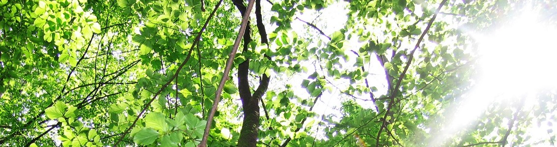 Controlled Wood advanced