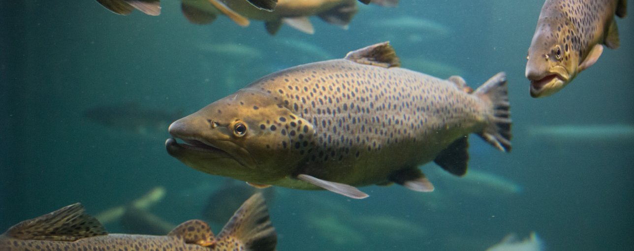 DNV supports Salmon Evolution on new NOK 1,55 million green debt financing package_1288x511