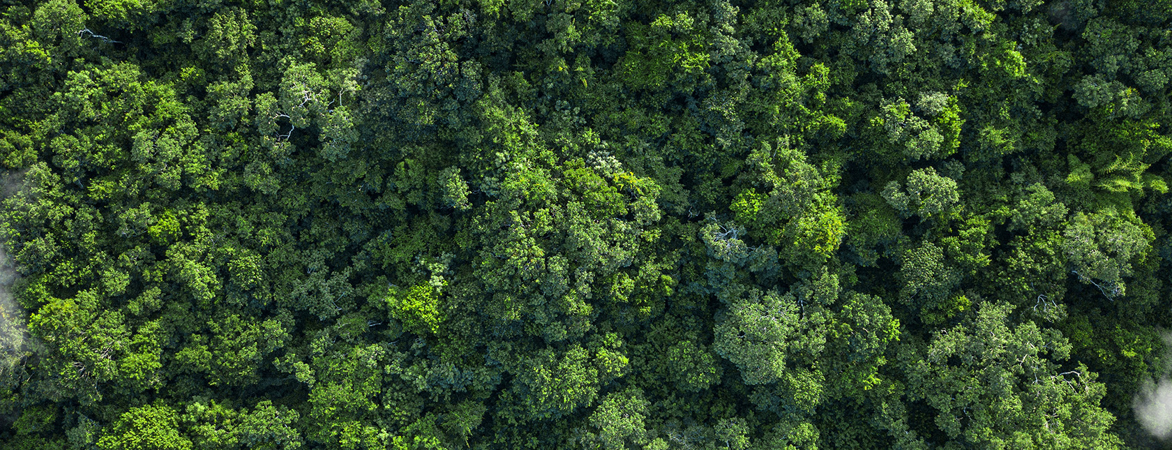 Aerial view of tropical green forest