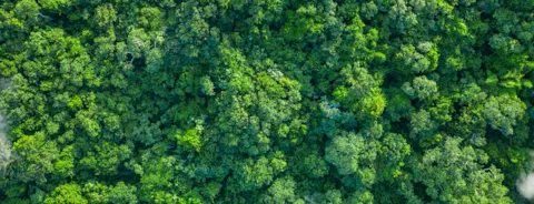 Aerial view of tropical green forest