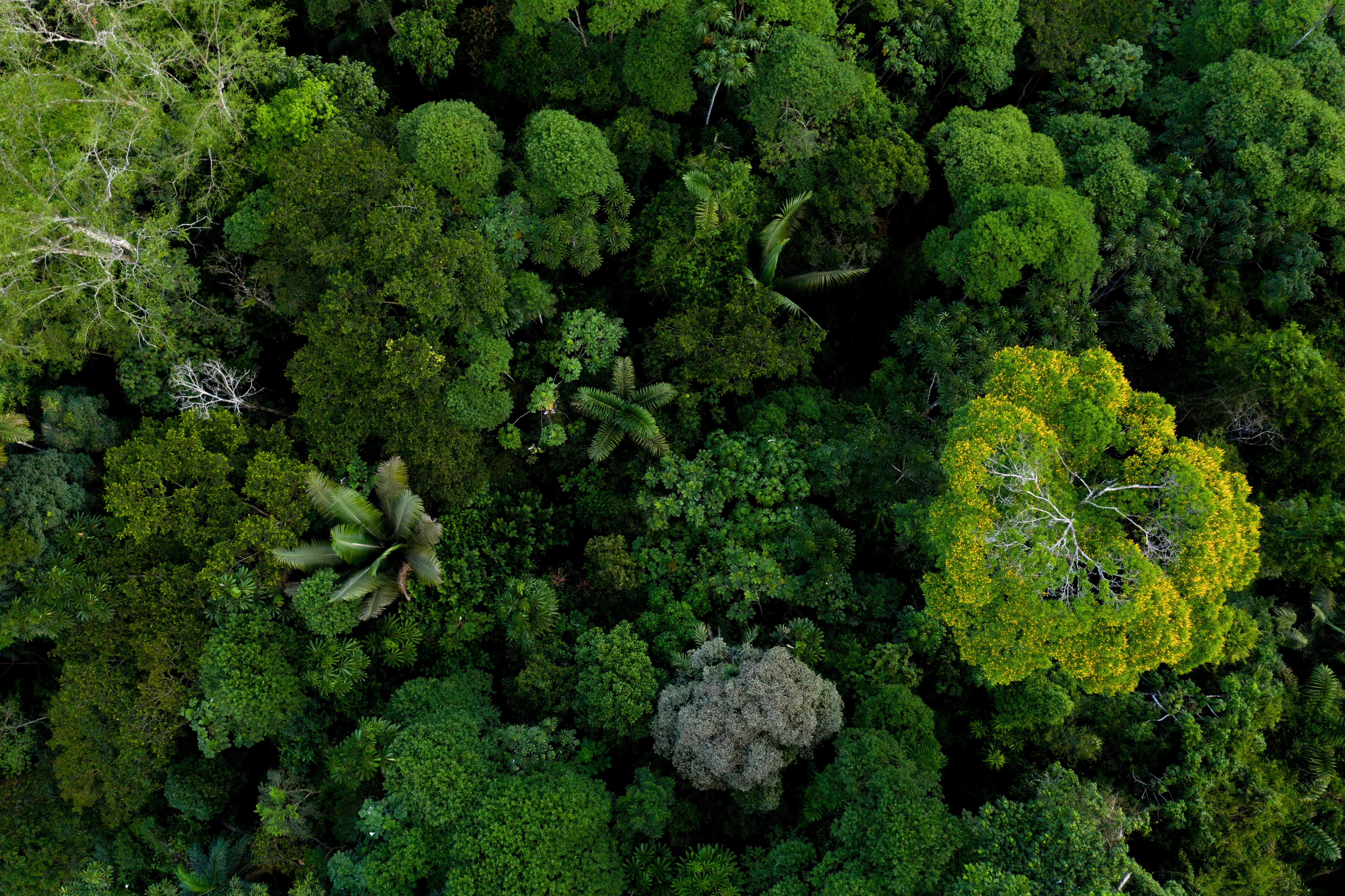 Areal view of a dense green forest