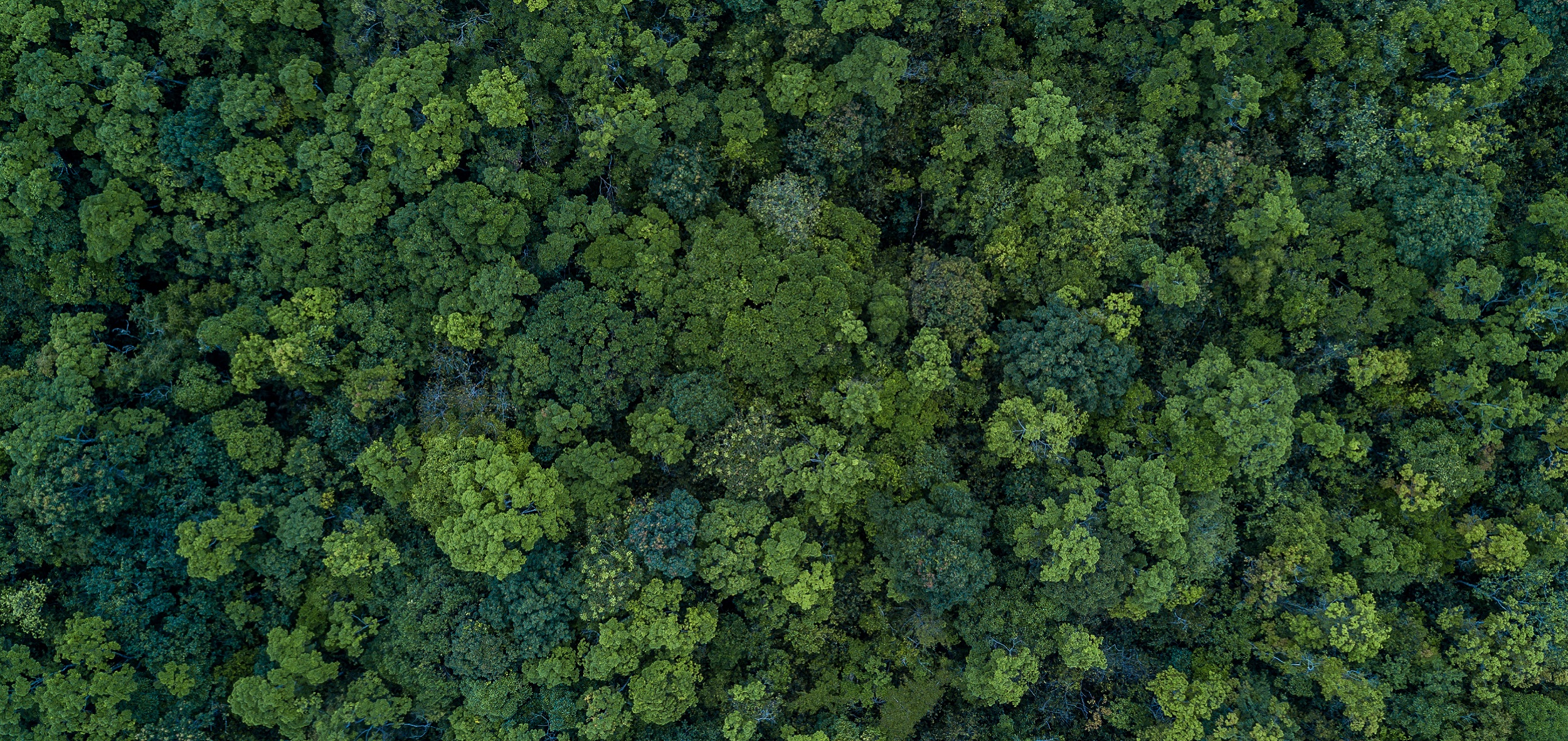 Green forest seen from the air